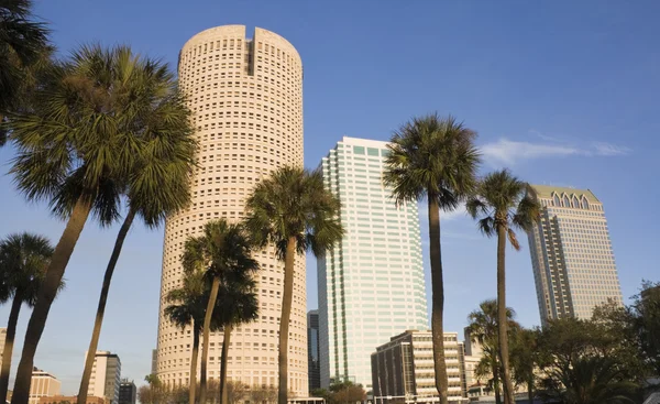 Palms and skyscrapers — Stock Photo, Image