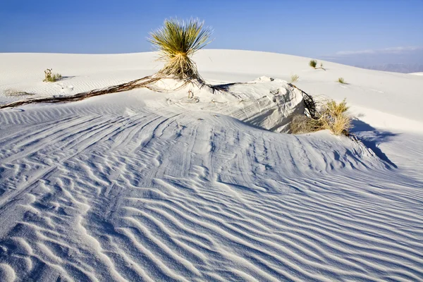 白色的沙丘上国家纪念碑 — 图库照片
