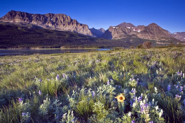Gul blomma i Klippiga bergen — Stockfoto