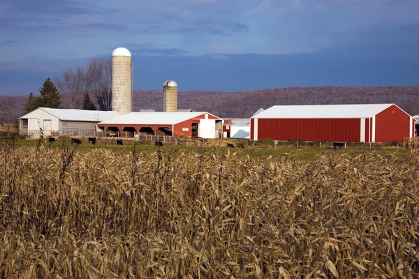 Corn e Red Farm Edifici — Foto Stock