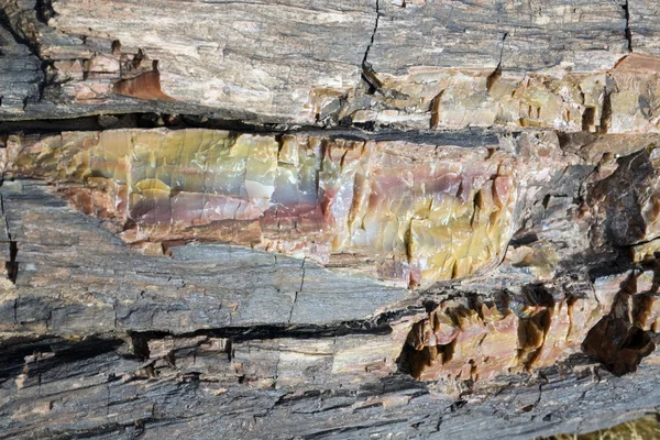 化石の木 - クローズ アップ — ストック写真