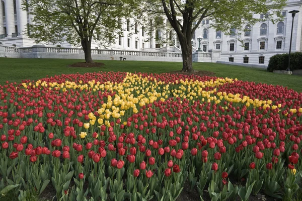 Tulipany przed state capitol — Zdjęcie stockowe
