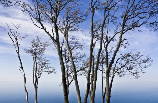 Деревья Верхнего озера — стоковое фото