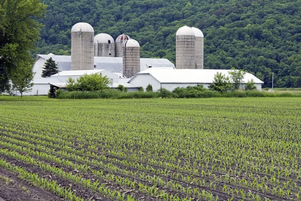 Кукуруза в июне — стоковое фото