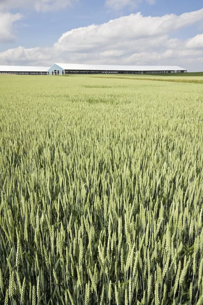 Yeşil buğday ve bir çiftlik bulutlu gökyüzü altında — Stok fotoğraf