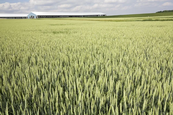 Grüner Weizen unter bewölktem Himmel — Stockfoto