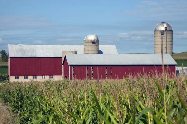 Mais und roter Bauernhof — Stockfoto