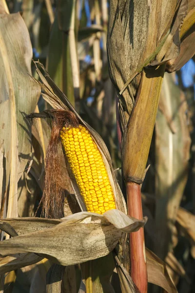 Кукуруза в октябре — стоковое фото