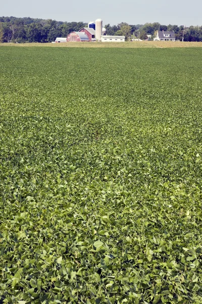 Зеленое соевое поле — стоковое фото