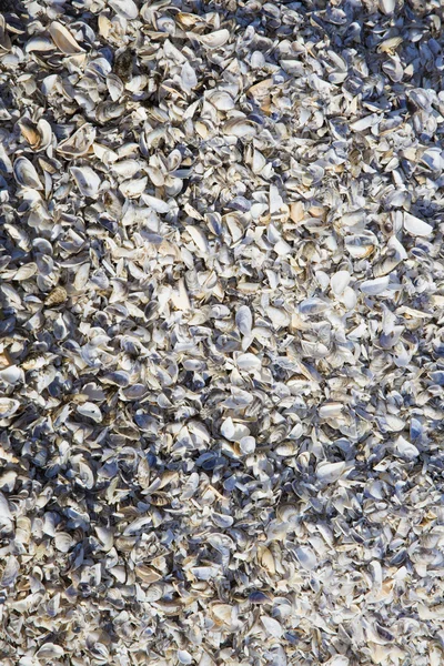 Spiaggia di conchiglie - michigan — Foto Stock