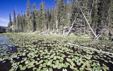 Yellowstone Gölü Lilly