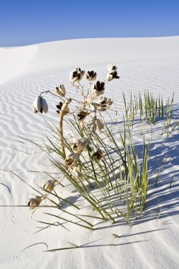 Yalnız bitki beyaz dunes Ulusal Anıtı bulundu