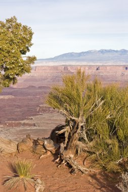 Canyonlands milli park peyzaj