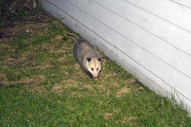 Opossum seen nighttime