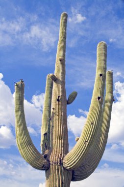 saguaro kaktüsü.