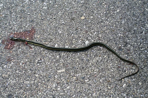 道路に死んだヘビ — ストック写真