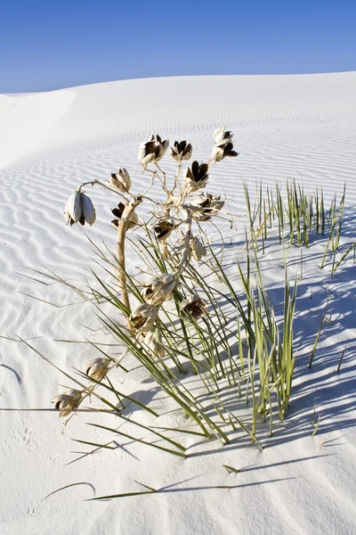 Yalnız bitki beyaz dunes Ulusal Anıtı bulundu — Stok fotoğraf