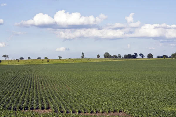 Growing Corn Field — Stock Photo, Image
