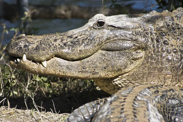 stock image Smiling Aligator