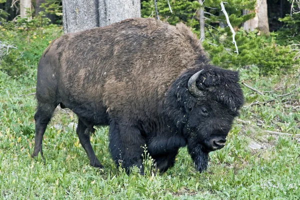 Bison in Yellowstone National Park — Stock Photo, Image