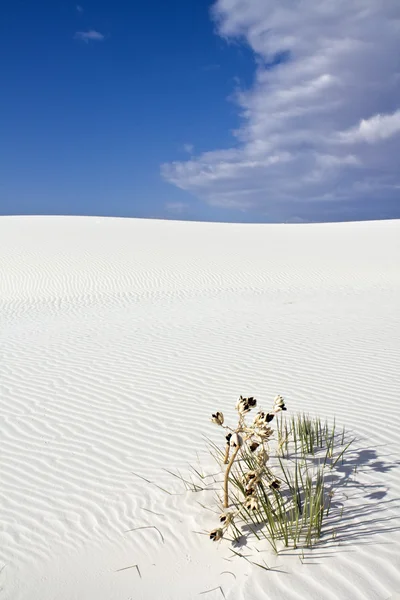 Моделі піском в білий дюни національним пам'ятником — стокове фото