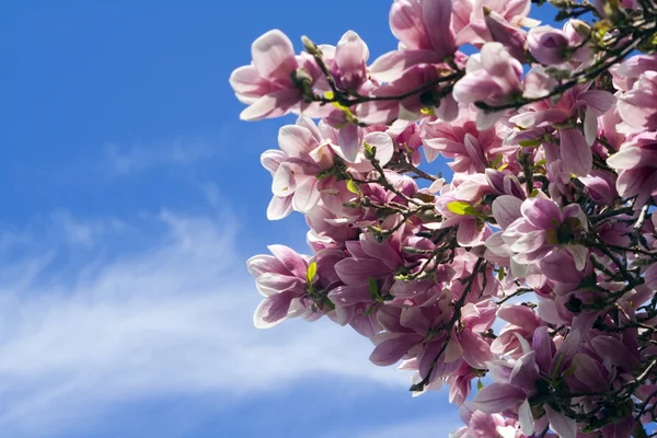 stock image Blossoming Magnolia - springtime