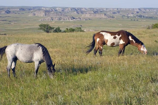 Wilde paarden — Stockfoto