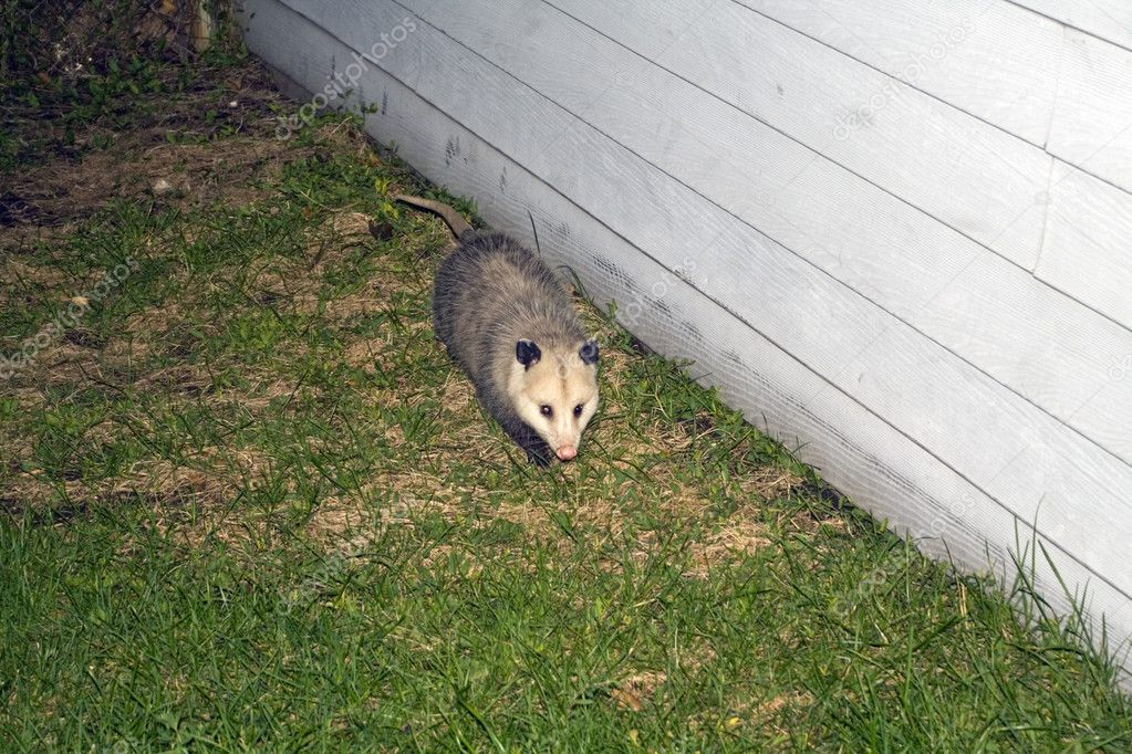 Opossum seen nighttime