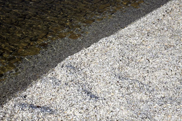 由密歇根湖的贝壳 — 图库照片