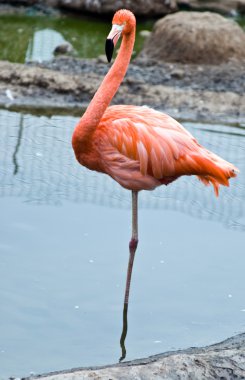 Flamingo