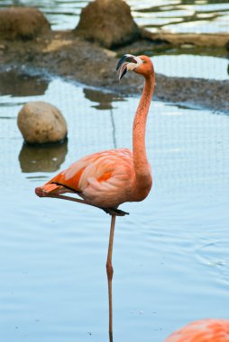 Flamingo