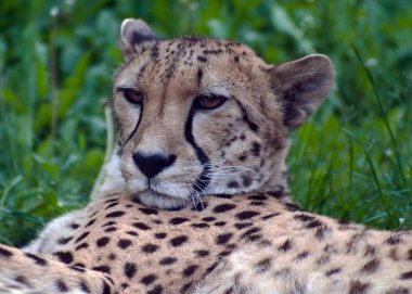 leopar