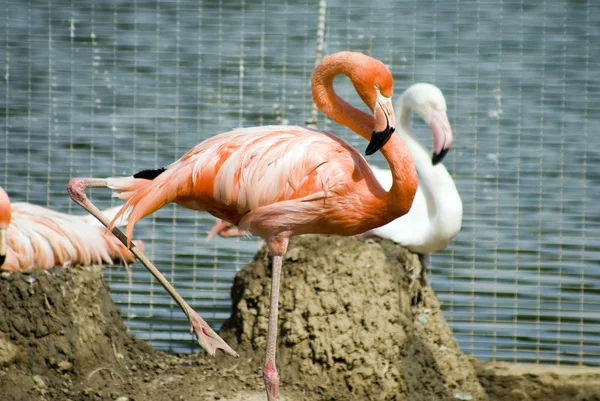 Stock image Flamingo