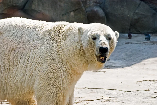 White bear — Stock Photo, Image
