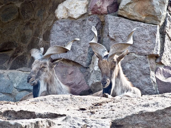 Mountain goats — Stockfoto