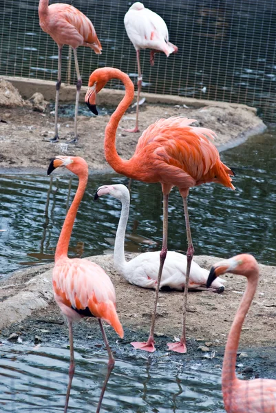 stock image Flamingo