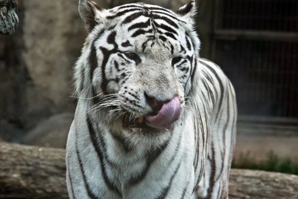 stock image White Tiger