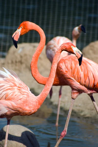 stock image Flamingo