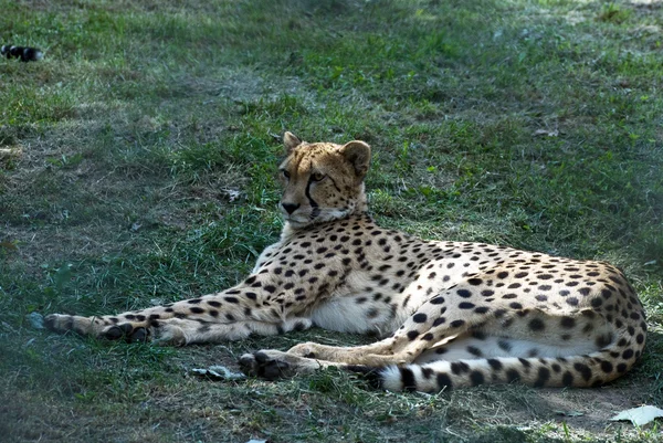 Leopard - Stock-foto