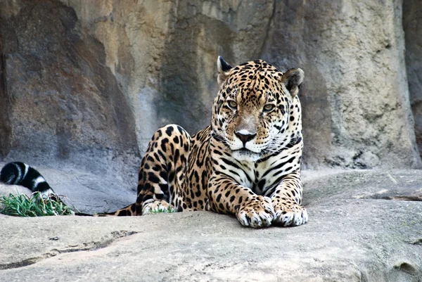 Jaguar — Stok fotoğraf