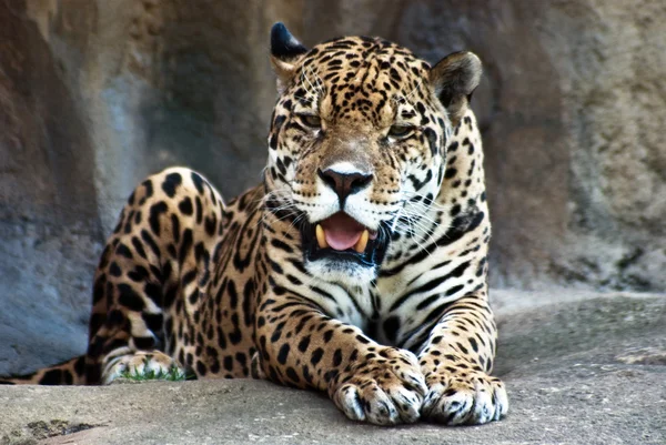 Jaguar — Stockfoto