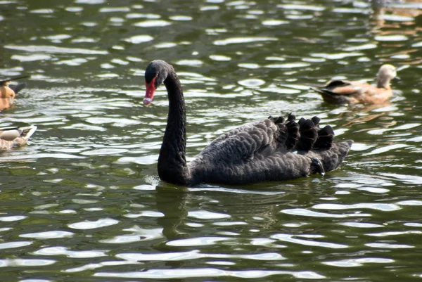 stock image Swan