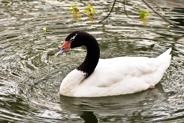 stock image Swan