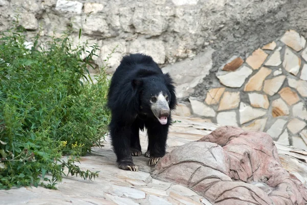 곰 — 스톡 사진