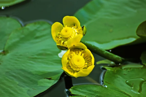 stock image Water Lily