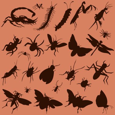 Bugs clipart