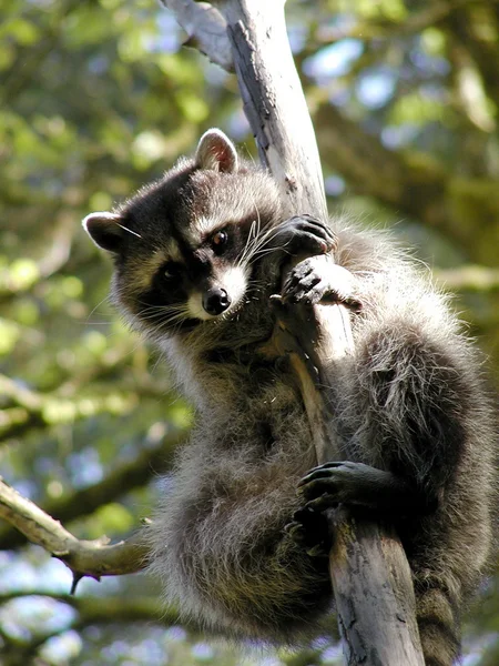 Curious raccoon — Stock Photo, Image