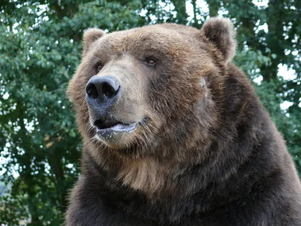 Trötta björnen — Stockfoto