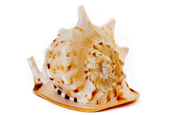 Geweldige reus levendige shell — Stockfoto