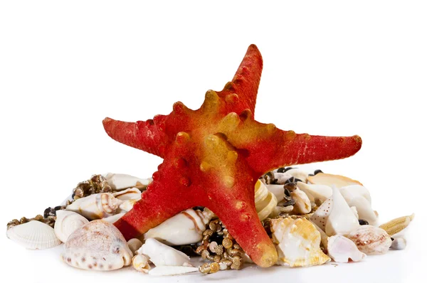 Group of sea shells with bright seastar — Stock Photo, Image